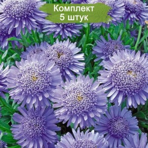 Саженцы астры альпийская Виолетта (Violet) -  комплект 5 шт.