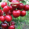 Комплект 5шт / Черешня Аннушка
