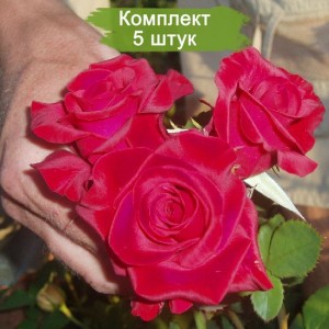 Саженцы чайно-гибридной розы Кардинал 85 (Kardinal 85) -  комплект 5 шт.
