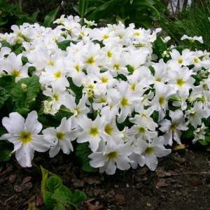 Саженец примулы Бесстебельная белая
